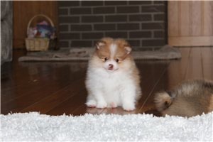 Leonardo - Pomeranian for sale