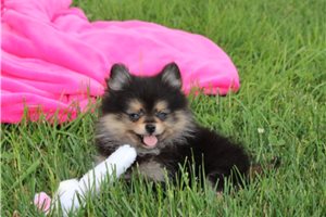 Darlene - puppy for sale