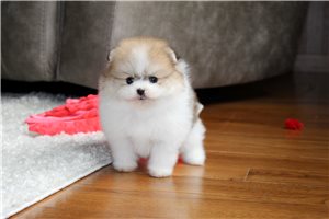 Rudy - Pomeranian for sale