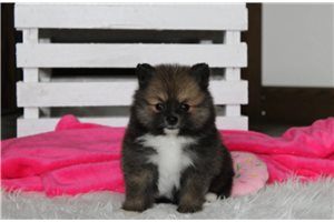 Ritzy - puppy for sale