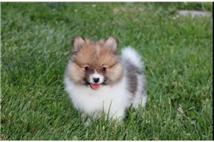 Deacon - Pomeranian for sale