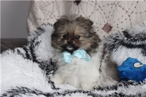 Carter - Pomeranian for sale