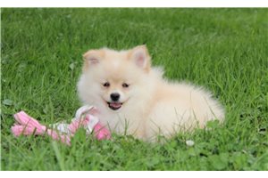 Georgia - Pomeranian for sale
