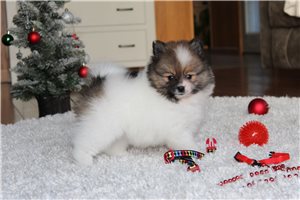 Foster - Pomeranian for sale