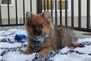 Kenneth - Pomeranian for sale