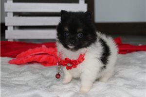 Asher - Pomeranian for sale