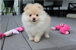 Jinx - Pomeranian for sale