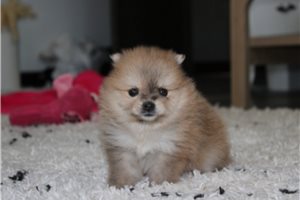 Helena - Pomeranian for sale