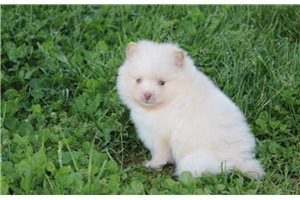 Davy - puppy for sale