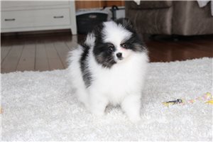 Graham - Pomeranian for sale