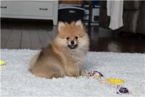 Lexx - Pomeranian for sale