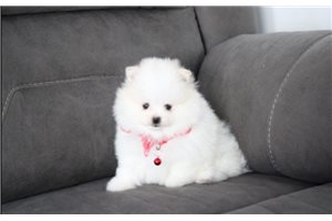 Ford - puppy for sale