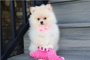 Patsy - Pomeranian for sale