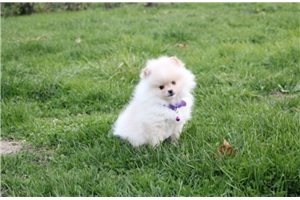 Samantha - puppy for sale