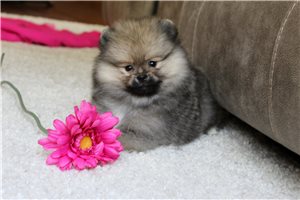 Nessa - Pomeranian for sale