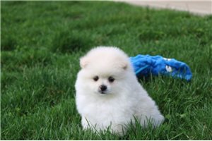Jacob - Pomeranian for sale