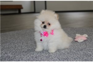 Fiona - Pomeranian for sale