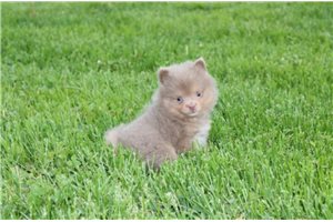 Becky - Pomeranian for sale