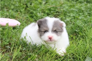 Donatella - Pomeranian for sale