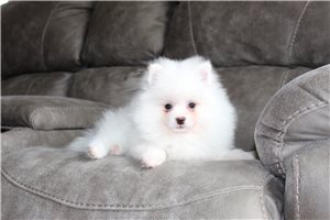 Fluff - Pomeranian for sale