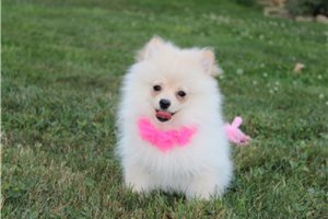 Patsy - Pomeranian for sale
