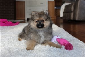 Genesis - Pomeranian for sale