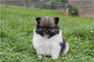 Evelyn - Pomeranian for sale