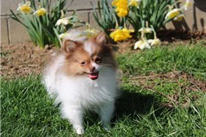 Daffodil - Pomeranian for sale