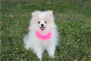 Pansy - Pomeranian for sale