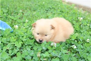 Dixon - Pomeranian for sale