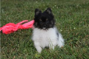 Asher - Pomeranian for sale