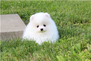 Joanna - Pomeranian for sale