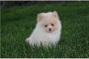 Davy - Pomeranian for sale