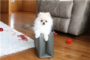 Jenson - Pomeranian for sale