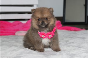 Alicia - Pomeranian for sale