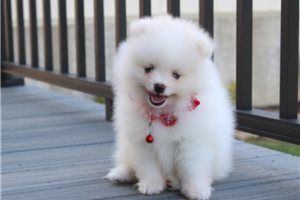 Beau - puppy for sale