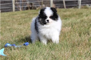 Graham - Pomeranian for sale