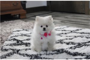 Tyra - Pomeranian for sale