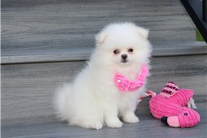 Peanut - Pomeranian for sale
