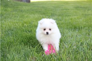 Cami - Pomeranian for sale