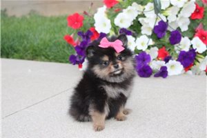 Darlene - Pomeranian for sale