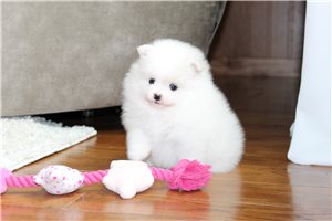 Joanna - puppy for sale