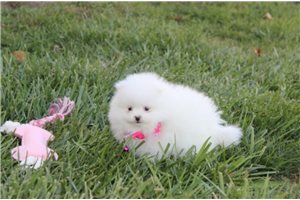 Felicia - Pomeranian for sale