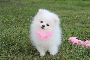 Peanut - Pomeranian for sale
