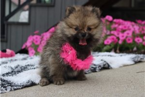 Alara - Pomeranian for sale