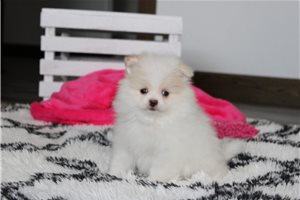 Pansy - Pomeranian for sale