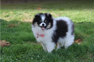 Blake - Pomeranian for sale