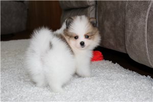 Noah - puppy for sale