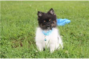 Asher - Pomeranian for sale