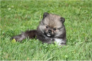 Evie - Pomeranian for sale